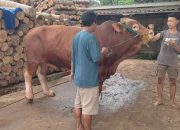 Lebak Terima Bantuan Sapi Kurban Presiden, Diserahkan Besok oleh Bupati