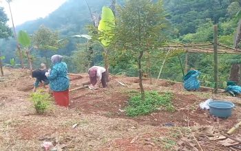 Ibu-Ibu PKK Pasir Eurih Giatkan Penanaman Sayur Mayur di Lahan Kosong
