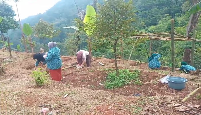 Ibu-Ibu PKK Pasir Eurih Giatkan Penanaman Sayur Mayur di Lahan Kosong