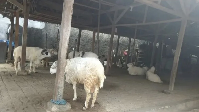 Ratusan Domba Garut Dibagikan, Lebak Kejar Swasembada Daging