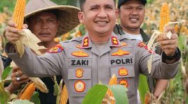 Kapolres Lebak AKBP Herfio Zaki, S.I.K., M.H menghadiri kegiatan Panen Raya Jagung Kuartal II Tahun 2026 di Desa Sangiang Tanjung, Kecamatan Kalanganyar, Kabupaten Lebak. Kegiatan ini merupakan bentuk dukungan terhadap program ketahanan pangan nasional serta wujud sinergitas Polri bersama pemerintah daerah dan masyarakat dalam meningkatkan kesejahteraan petani dan memperkuat sektor pertanian di Kabupaten Lebak.