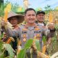 Kapolres Lebak AKBP Herfio Zaki, S.I.K., M.H menghadiri kegiatan Panen Raya Jagung Kuartal II Tahun 2026 di Desa Sangiang Tanjung, Kecamatan Kalanganyar, Kabupaten Lebak. Kegiatan ini merupakan bentuk dukungan terhadap program ketahanan pangan nasional serta wujud sinergitas Polri bersama pemerintah daerah dan masyarakat dalam meningkatkan kesejahteraan petani dan memperkuat sektor pertanian di Kabupaten Lebak.