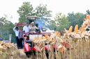 Presiden Prabowo Subianto memimpin langsung Panen Raya Jagung Serentak Kuartal II Tahun 2026 di Kabupaten Tuban, Jawa Timur, Sabtu (16/5/2026). Dalam kegiatan tersebut, Presiden turut mengendarai Combine Corn Harvester sebagai simbol komitmen terhadap modernisasi pertanian dan penguatan ketahanan pangan nasional. Acara ini menjadi bagian dari upaya pemerintah dalam meningkatkan produktivitas pertanian serta memperkuat ketersediaan pangan di seluruh Indonesia.