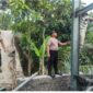 Personel Polsek Sobang bersama warga bergotong royong dalam pembangunan Jembatan Gantung Merah Putih Presisi di Kampung Sukarasa, Desa Sukaresmi, Kecamatan Sobang, Kabupaten Lebak, Kamis (11/6/2026).